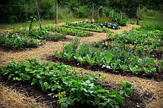 Vegetable Garden