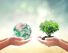 Human Hands Holding Earth and Green Tree Representing Environmental Care and Planet Protection