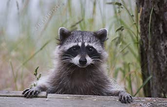 Cute Racoon
