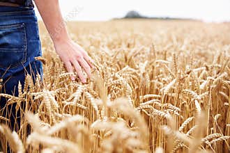 Farmer Walking Through Field Checking Wheat Crop