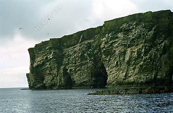 Atlantic birdlife, Shetland