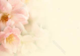Sweet color roses flower in soft and blur style on mulberry paper texture