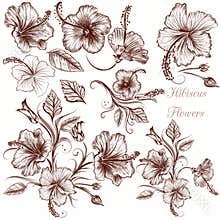 Set of vector hand drawn hibiscus flowers