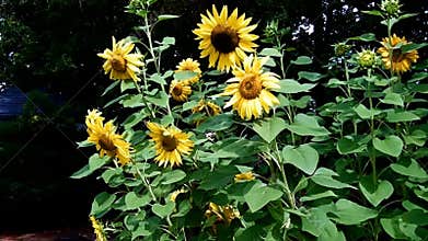 Sunflowers and Bees