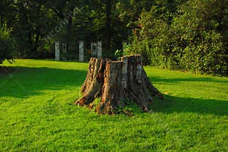 Tree Stump