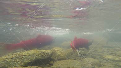 Wild Pacific Pink Salmon Spawning Clear Glacier Stream Animal Wildlife