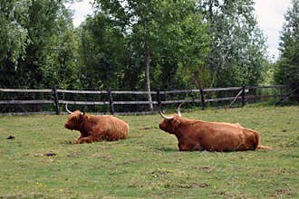 Highland cattle