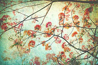 Abstract retro background from Flam-boyant or peacock flowers filtered by grunge texture , Chinese style
