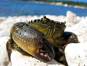 Crab