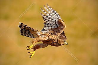 Flying bird of prey Goshawk, Accipiter gentilis, with yellow summer meadow in the background, bird in the nature habitat, action s