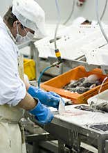Industrial fish filleting