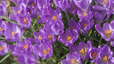 Time lapse of Saffron opening its blossom