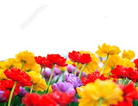 Tulip border page
