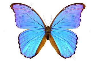 Blue Morpho