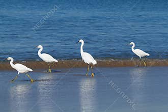 Snowy egrets strolling along shoreline