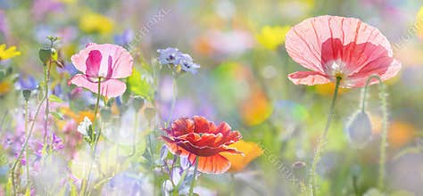 Summer meadow