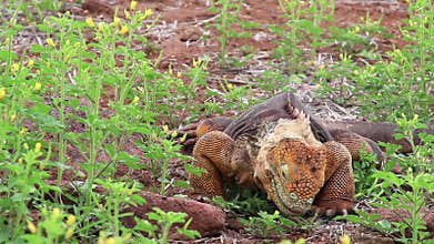 Galapagos Land Iguana eating flowers on North Seymour island, Galapagos National Park, Ecuador