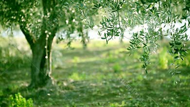 Olive tree leaves
