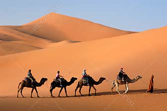 Camel Caravan in the Sahara Desert