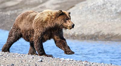 Alaska Brown Grizzly Bear Running Near Creek