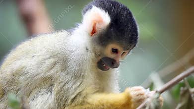 Monkey in zoo eating leaves
