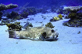 Puffer fish bowl