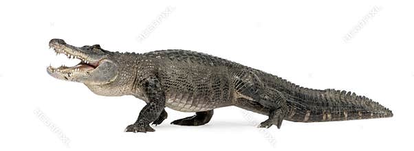 American Alligator - Alligator mississippiensis