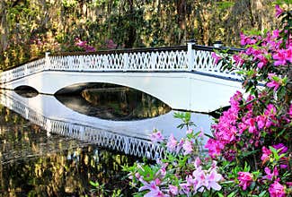 Charleston Magnolia Plantation White Lattice Bridge And Azaleas