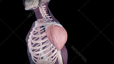 The human deltoid muscle