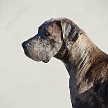 Great Dane