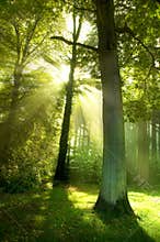 Sun Beams through Trees