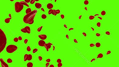 Red blood cells, erythrocyte. Close-up. Green screen footage