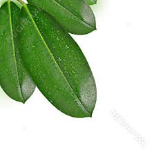 Dewy Ficus leaves
