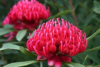 Waratah