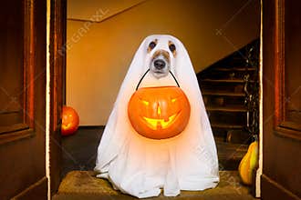 Halloween ghost dog trick or treat