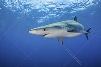 Blue Shark