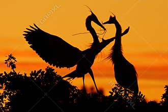 Two herons. Love on the tree with orange sunset. Wildlife scene from nature. Beautiful bird on the rock cliff. Beautiful birds in