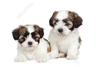 Puppy mixed-Breed Dog Shih Tzu and maltese