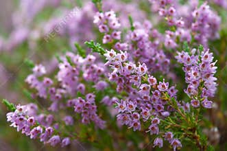 Heather flowers blossom in august