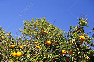 Crown of Citrus Trees