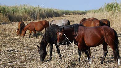 Wild horses in the danube delta