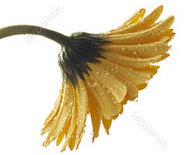 Yellow gerber