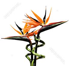 Birds of paradise flowers