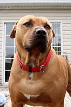 Big brown dog