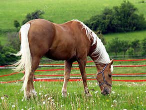 Horse