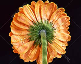 Orange gerber