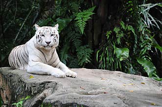 White tiger