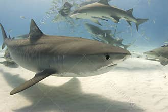 Tiger Shark with Frenzy 2