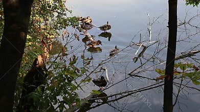 Ducks on lake