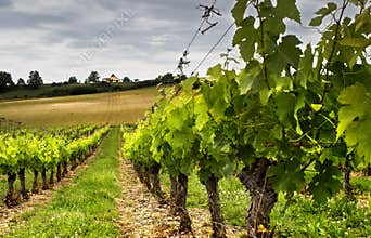 Grapes growing